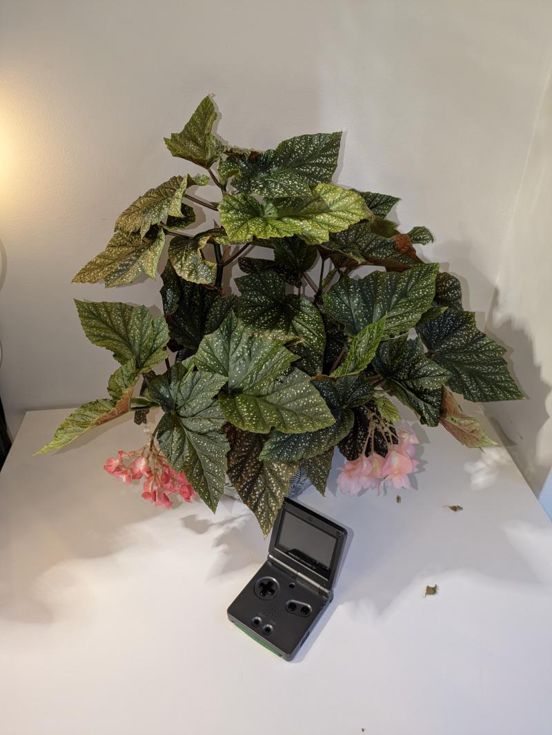 Flowering Angel Wing Begonia Bush, gameboy for scale