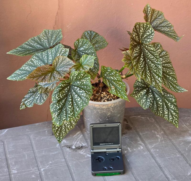 Angel Wing Begonia, October 2026