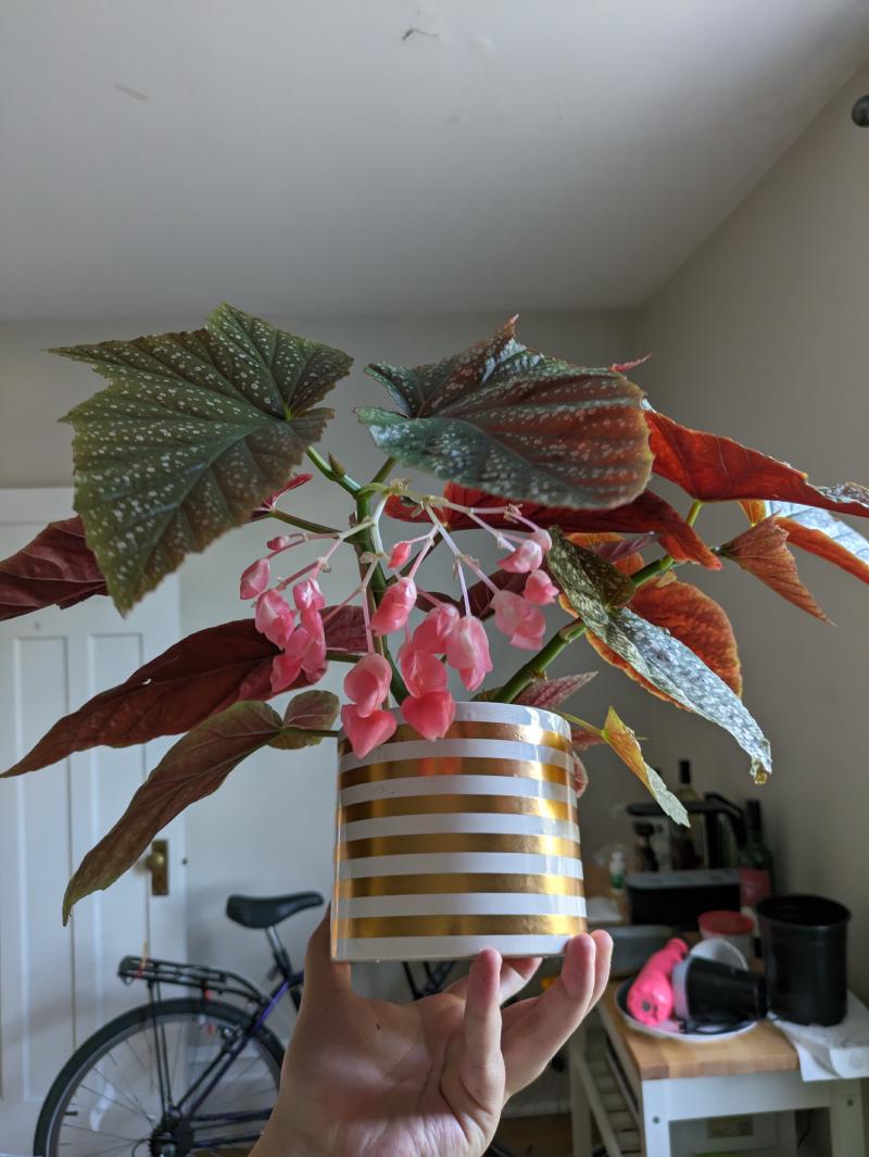 Gran's Orchid Cactus growing well after recieving the cuttings