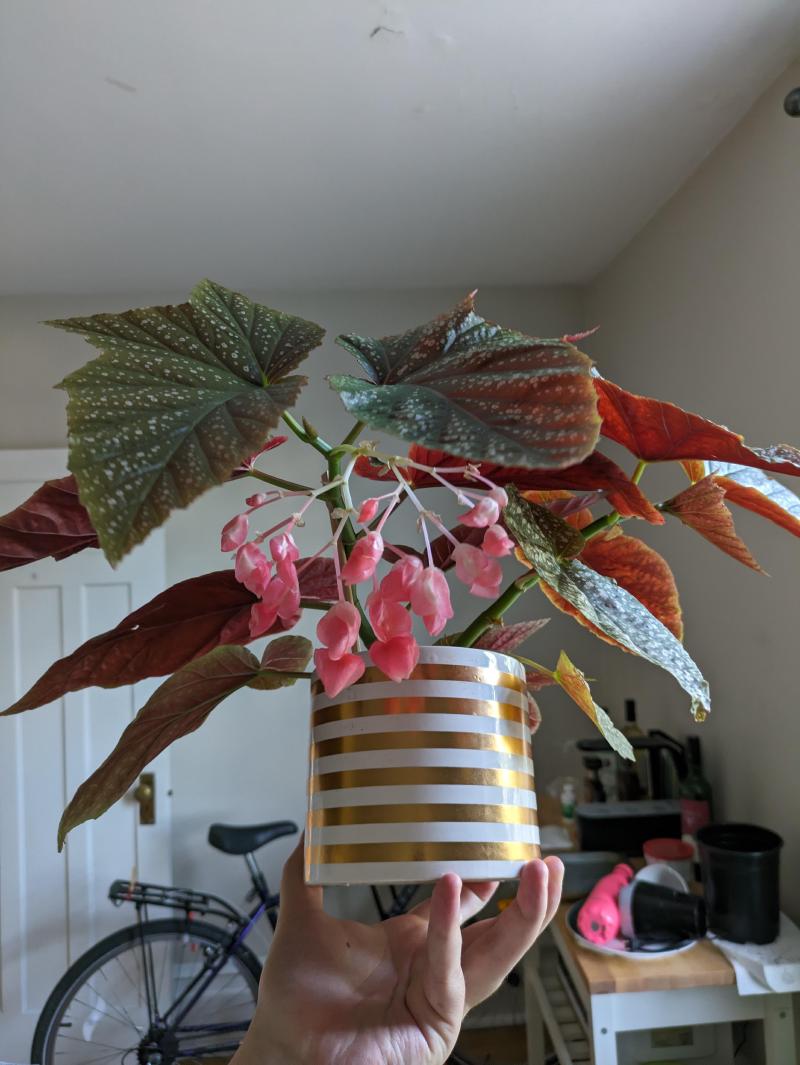 Angel Wing Begonia, June 2024