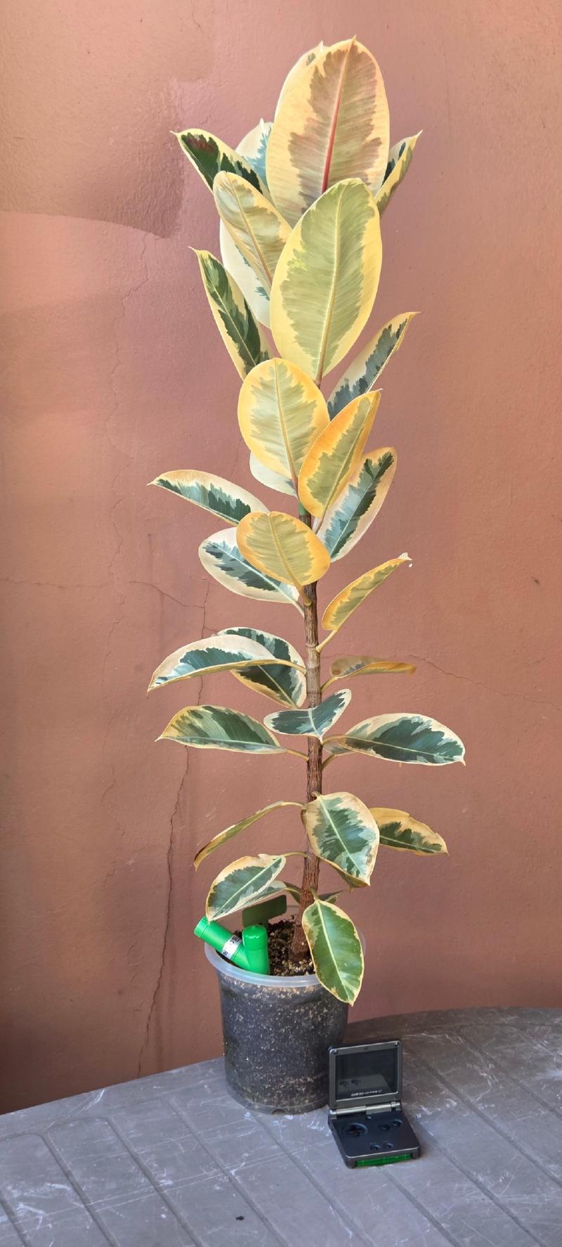 Tall variegated Ficus Elastica with cream, green and pink leaves, Gameboy Advance SP for scale