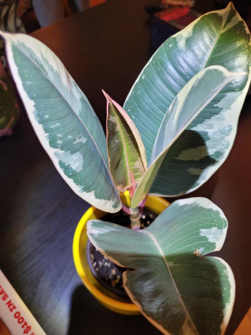 Ficus Elastica, February 2024