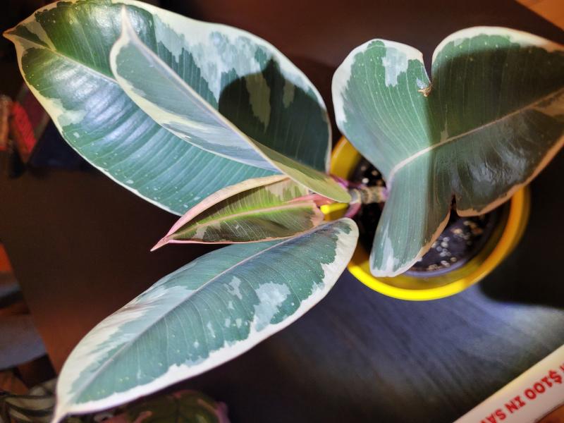 Rotated picture of my Ficus in Feb of 2024. There are only 5 leaves