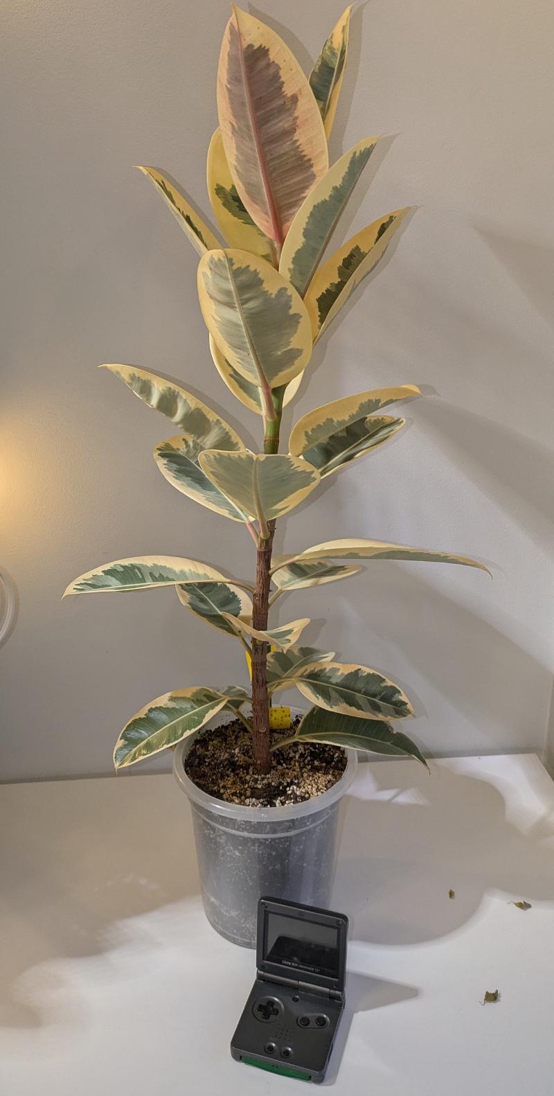 The Ficus Elastica