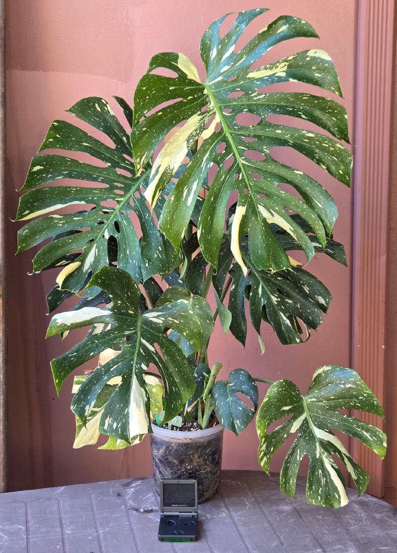 Large Monstera Thai Constellation with cream-speckled, fenestrated leaves, Gameboy Advance SP for scale