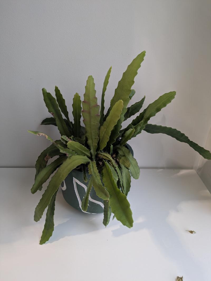 Gran's Orchid Cactus in a green pot
