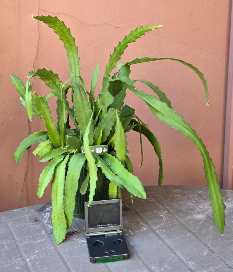 Gran's Orchid Cactus with long, wavy green stems spilling out of its pot, Gameboy Advance SP for scale