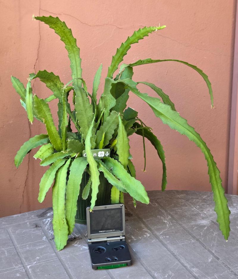 Orchid Cactus, October 2026