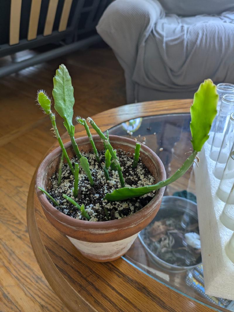 Gran's Orchid Cactus growing well after recieving the cuttings