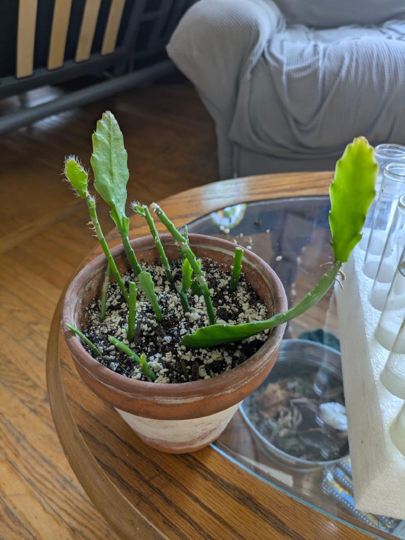 Orchid Cactus, June 2025