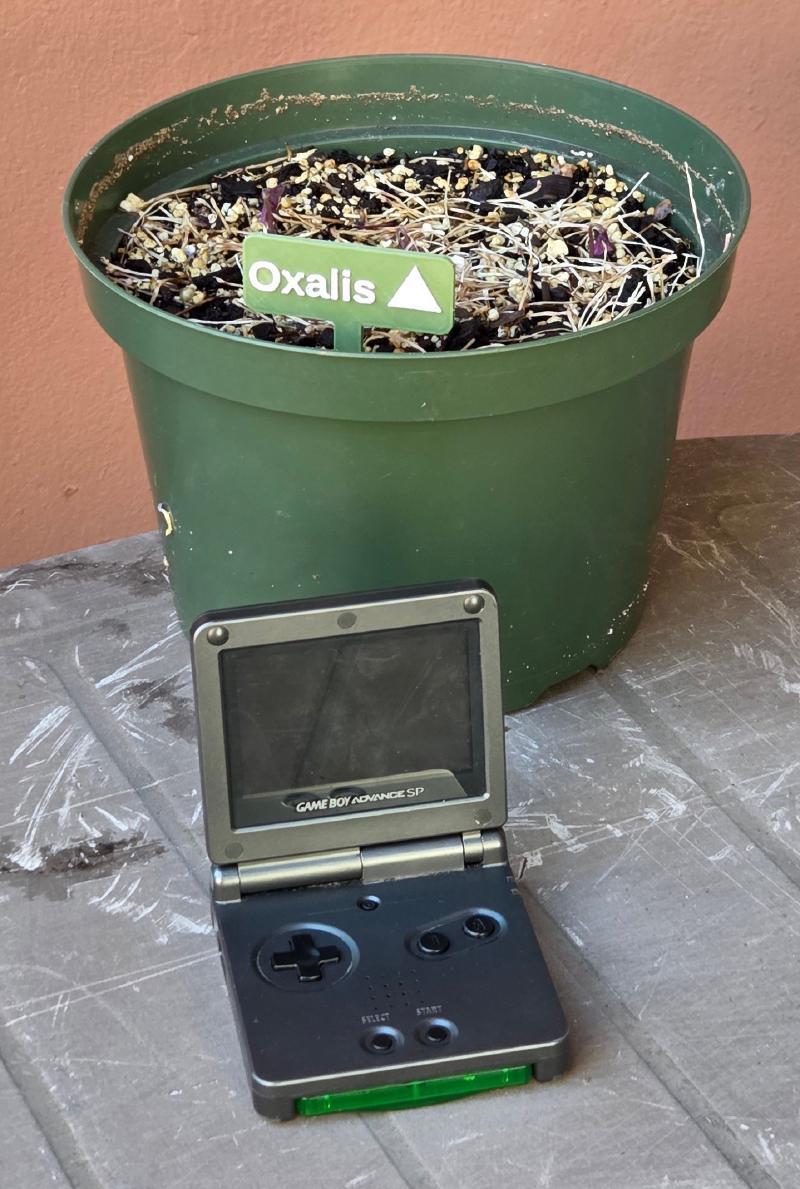 Green pot of sprouting Oxalis with a few stems, labelled 'Oxalis', Gameboy Advance SP for scale