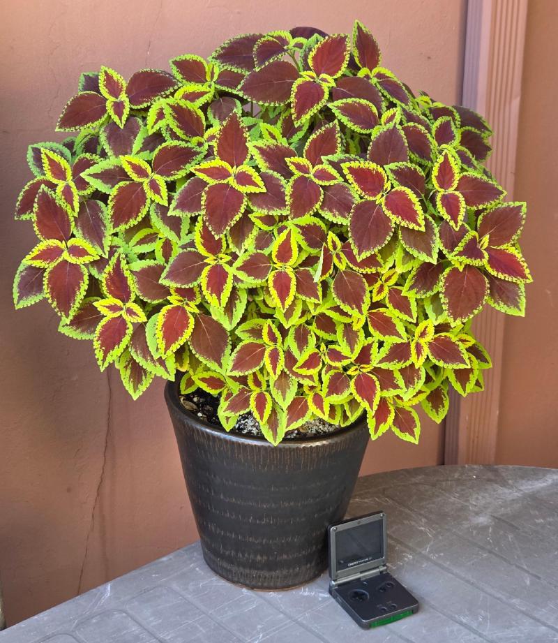 Red Coleus, October 2026