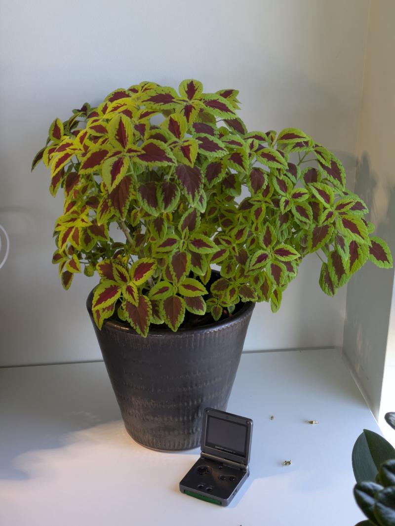 Coleus Plant with red insides, the leaves are mostly green. Gameboy Advance SP for scale.