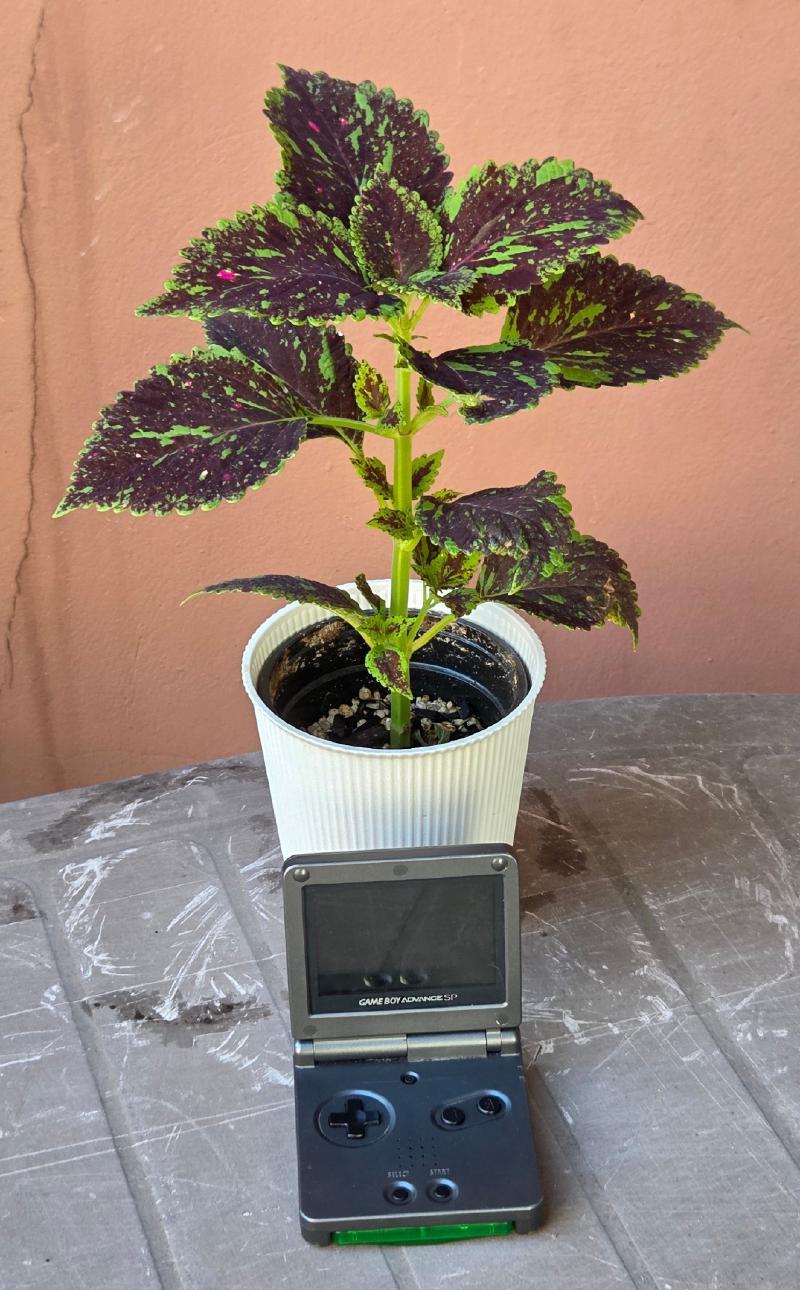 Young Coleus with dark burgundy leaves speckled lime green in a white ribbed pot, Gameboy Advance SP for scale