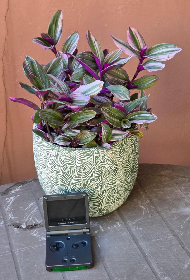 Tradescantia Nanouk, October 2026