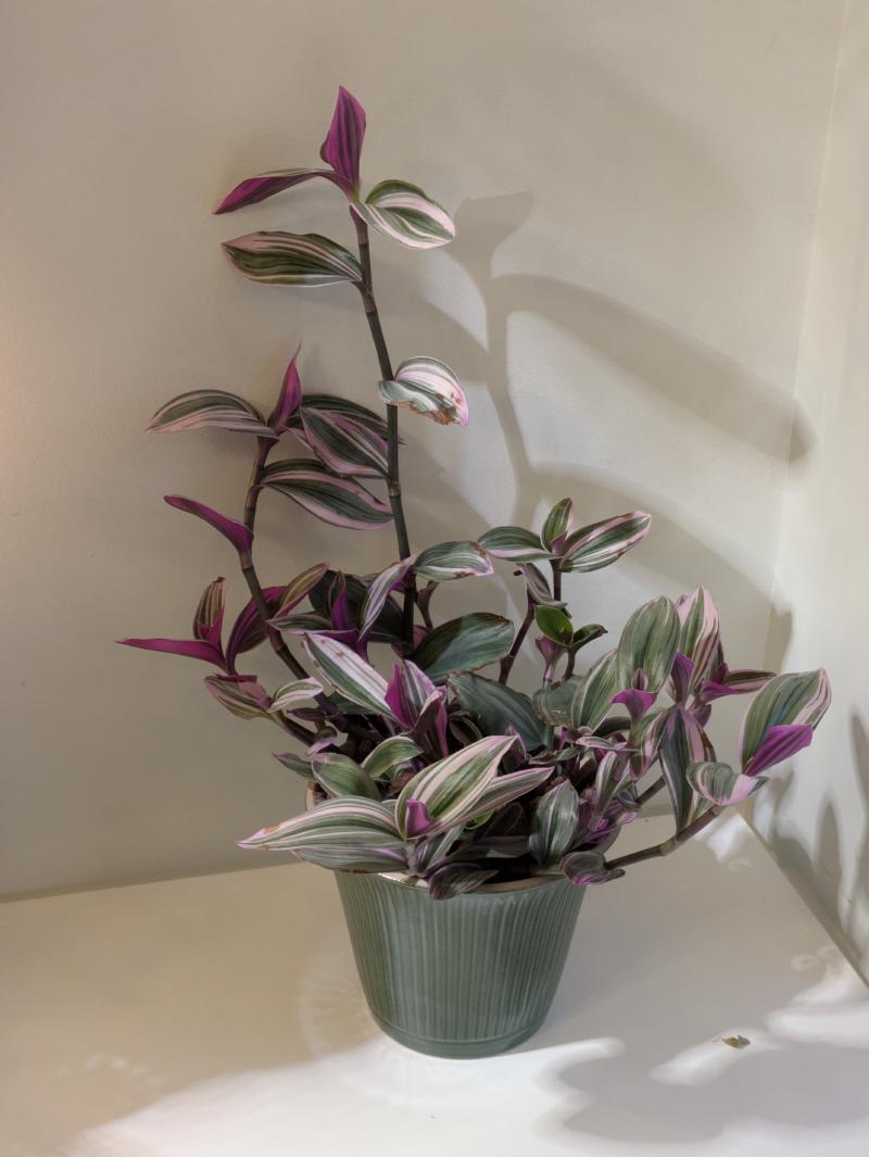 Tradescantia Nanouk in a green pot