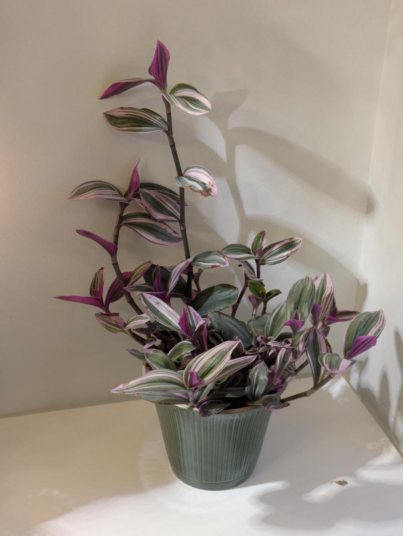 Tradescantia Nanouk, January 2026